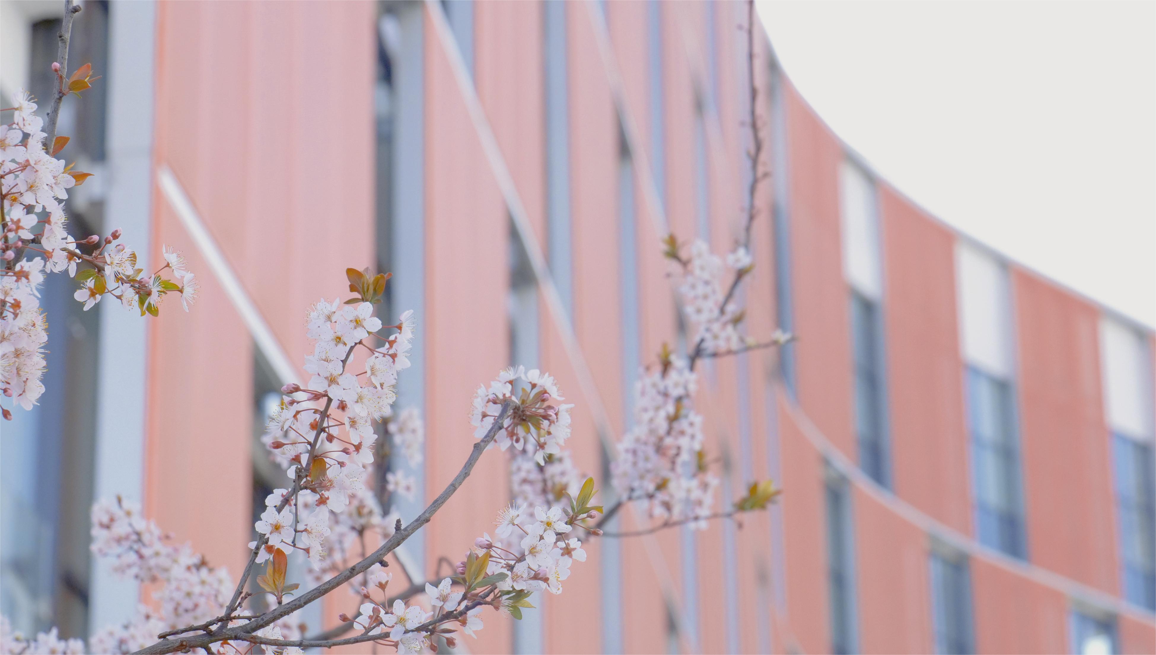成都高新云芯学校2025-2027年研学服务机构项目公比选公告